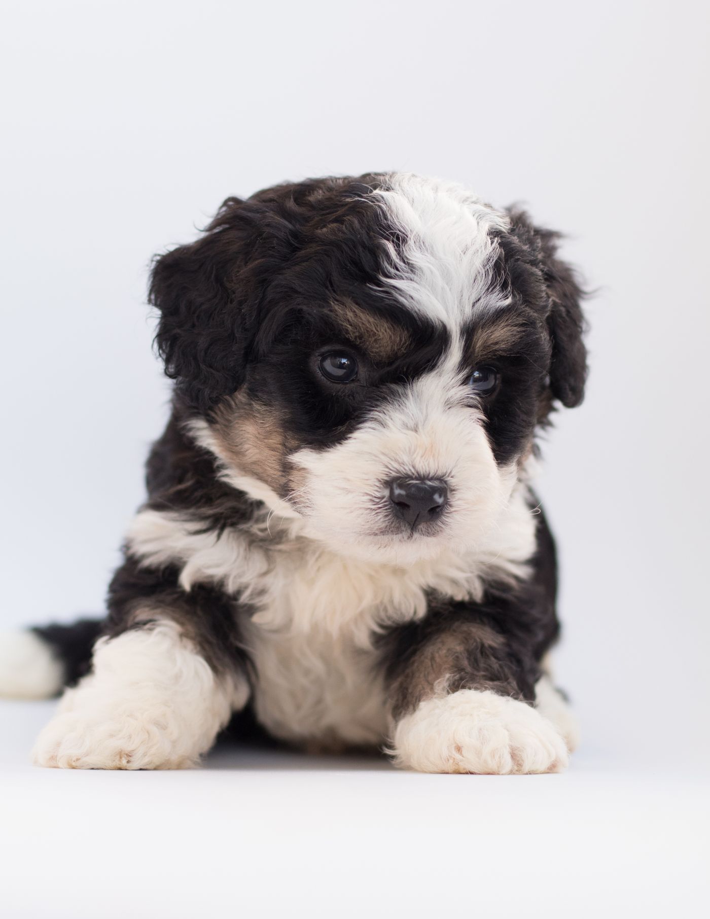 A Bernedoodle puppy resting comfortably