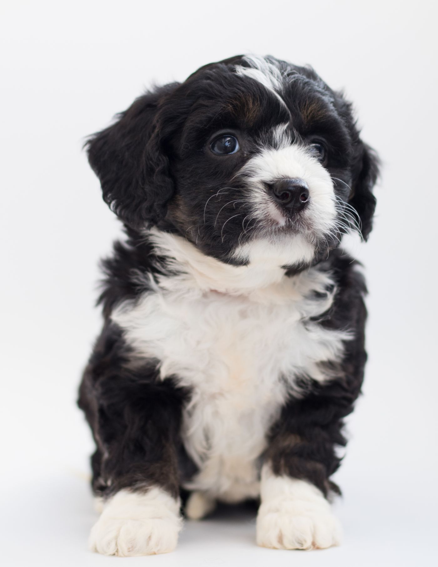 Close-up of a Bernedoodle puppy's wavy black and white coat