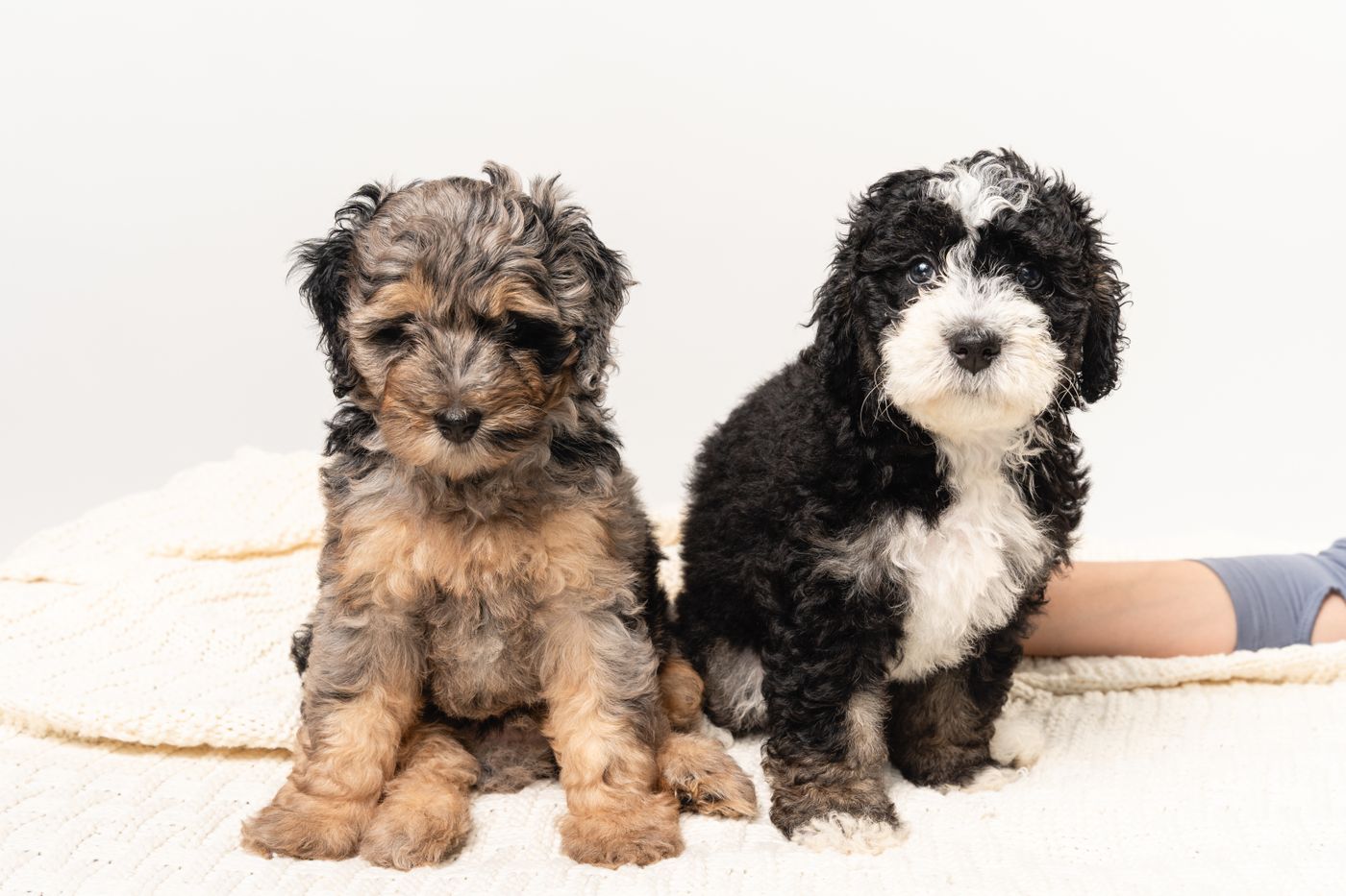 Two Bernedoodle puppies sitting together indoors