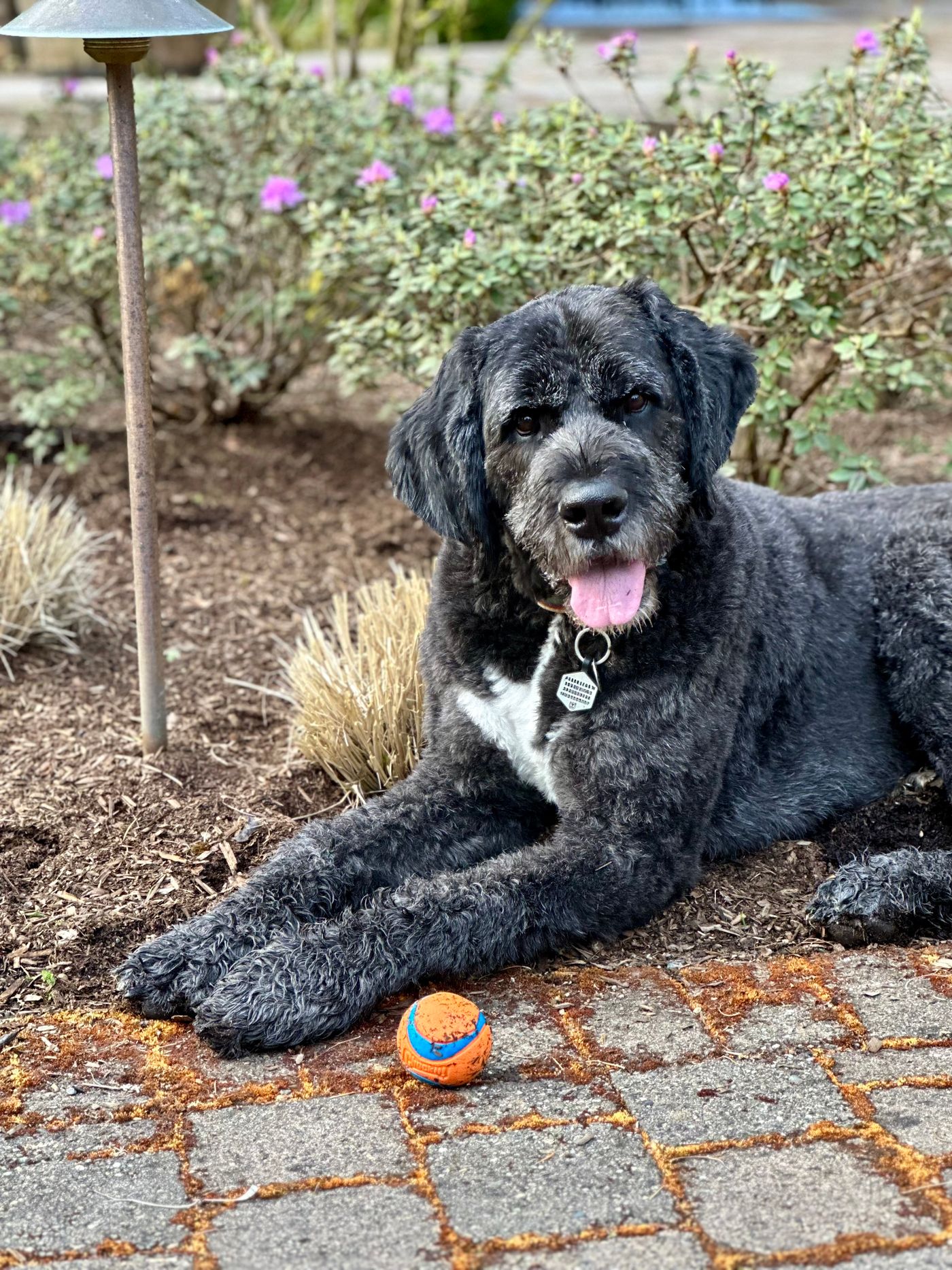 A Bernedoodle relaxing outdoors in a garden